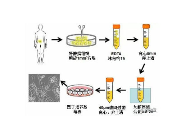 河南正规edu细胞增殖检测试剂盒公司,edu细胞增殖检测试剂盒